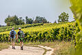 Mit 170 Hektar Gesamtfläche gehört Sulzfeld zu den großen Weinbaugemeinden in Franken. Der Weinwanderweg führt auf einem Rundkurs durch die Sulzfelder Flur und durch die Weinlage Maustal.&nbsp;