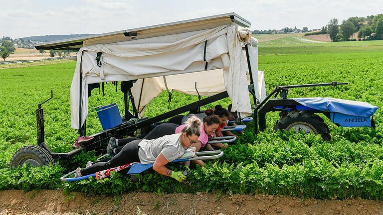 Der Jäteflieger rollt, von Solarmodulen auf dem Dach angetrieben, übers Feld. Die Helferinnen und Helfer zupfen liegend das Unkraut aus den Kulturen.