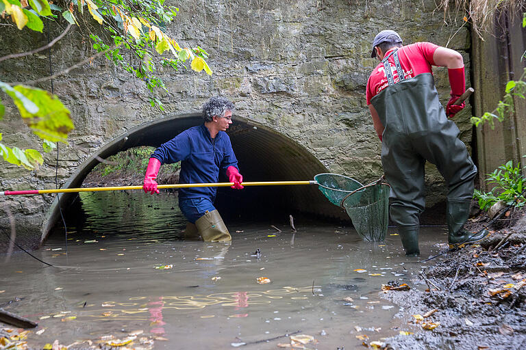 Im Sommer 2019 fließt in der Pleichach, die in der Bergtheimer Mulde entspringt, in Würzburg kein Wasser mehr. Aus einer übrig gebliebenen Pfütze werden circa 2000 Fische gerettet.&nbsp;