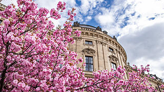 Einige Menschen tummeln sich am Sonntag (13.04.25) im Hofgarten der Residenz in Würzburg. Die Kirschblüte lockt jedes Jahr im April viele Besucher in die Gartenanlage.