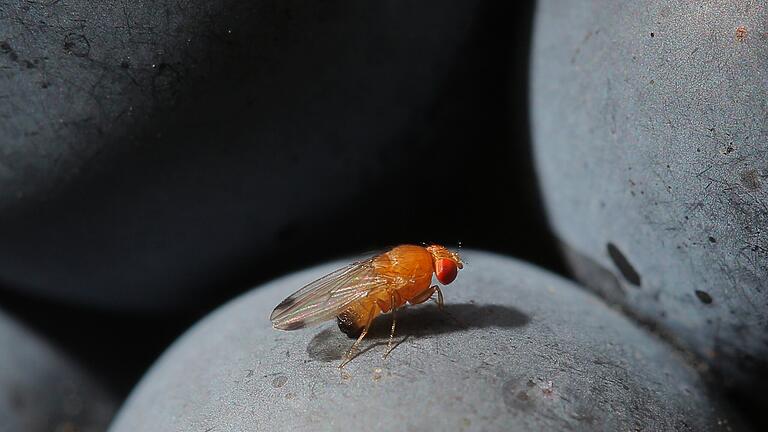 Kirschessigfliege.jpg       -  Eine Kirschessigfliege (Drosophila suzukii) sitzt in einem Weinberg auf einer Traube: Sie kann große Schäden anrichten.