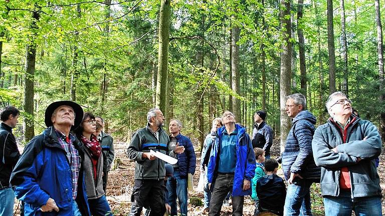 Blick zu den Baumwipfeln: Wer gewinnt den Kampf ums Licht – Buche oder Eiche? Blick zu den Baumwipfeln: Wer gewinnt den Kampf ums Licht – Buche oder Eiche?