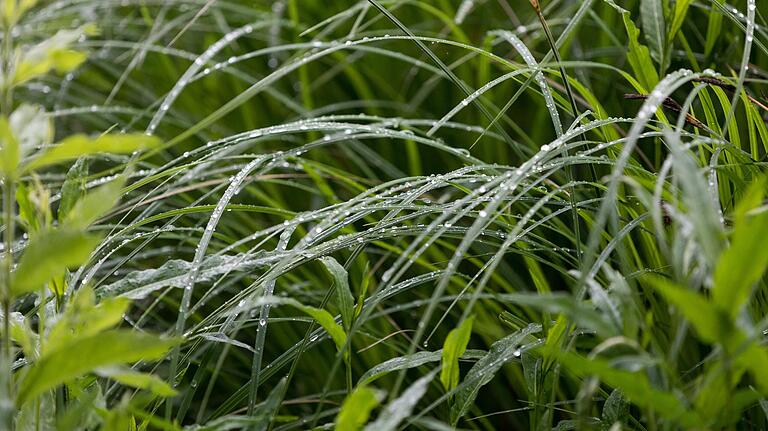 Seit einigen Tagen herrscht fast durchgehend Regenwetter in Unterfranken. Der Natur tut das gut. Seit einigen Tagen herrscht fast durchgehend Regenwetter in Unterfranken. Der Natur tut das gut.
