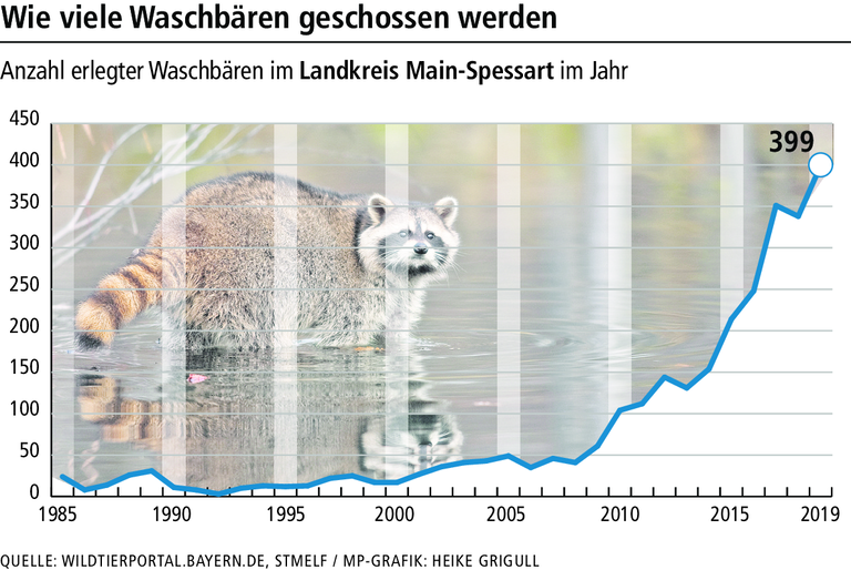 Maskierte Räuber: Wo der Waschbär in Unterfranken sein Unwesen treibt Maskierte Räuber: Wo der Waschbär in Unterfranken sein Unwesen treibt