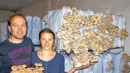 Reiche Ausbeute: Rainer und Carina Wild aus Unterpleichfeld wollen bei ihrem Pilzfest am Wochenende zeigen, wie ihre Pilze wachsen und zubereitet werden können. Sie haben sich auf die Sorten Austernpilze (im Hintergrund) und Shii-Take-Pilze (in den Händen) spezialisiert.