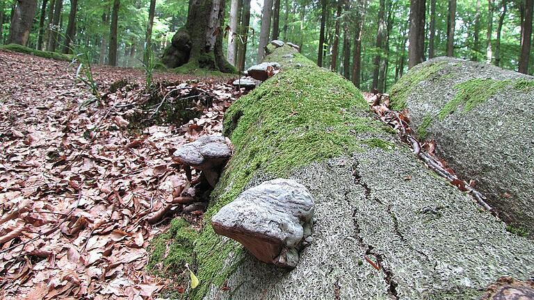 Der Wotansborn ist eine im Jahr 1912 gefasste Quelle am Erlesbach im Steigerwald. Nach ihm ist die umliegende rund 200 Jahre alte und zwei Hektar große Buchen-Altholzinsel mit zahlreichen Biotopbäumen und viel Totholz benannt. In dieser Umgebung fühlt sich der Feuersalamander pudelwohl im Steigerwald.