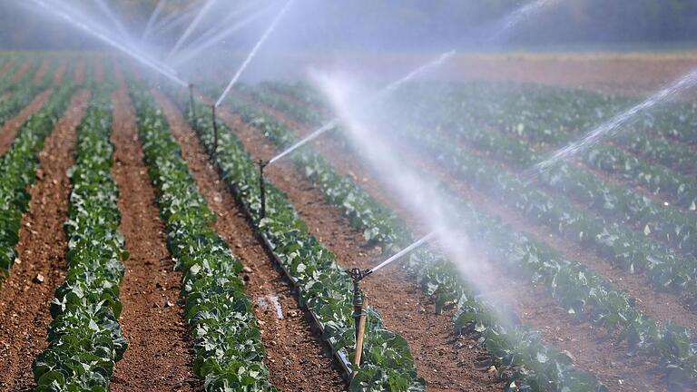 Wasser wird zunehmend knapp, Unterfrankens Gemüsefelder werden künftig wohl mehr Bewässerung brauchen. Doch der nötige Umbau der Wasserbewirtschaftung könnte teuer und aufwändig werden.