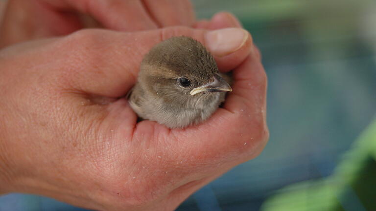 Und das ist der Spatz heute. Hat sich gut gemacht, der Kleine.