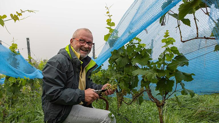 Weinlese im einzigen Weinberg des Grabfeldes. Am 30.8.2023 traf sich die Gemeinschaft zur Hauptweinlese.
