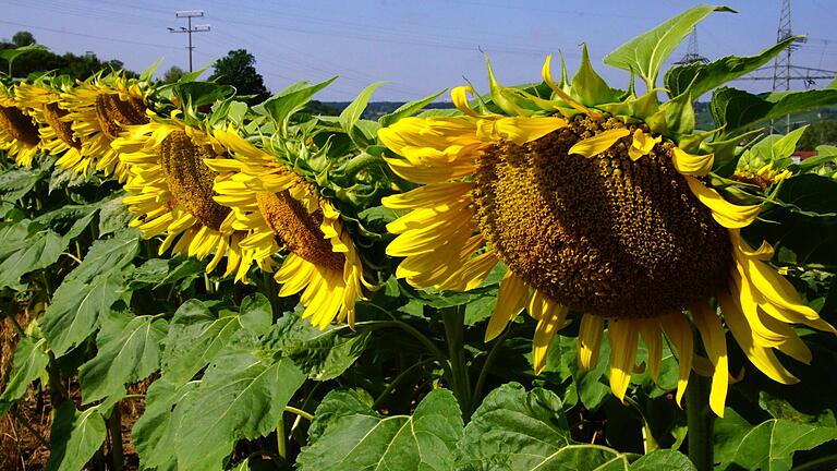 Regen benötigt: Für die Sonnenblumen, wie diese hier bei Hohenfeld, kommt es jetzt auf die Wasserversorgung an.