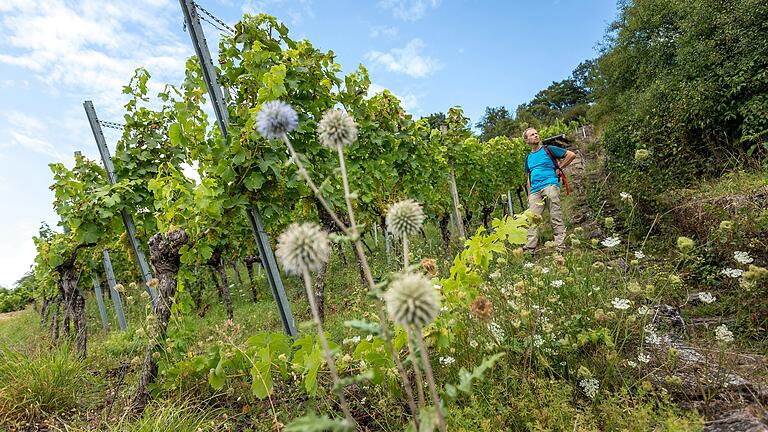 Unterwegs auf dem Abt-Degen-Steig im Landkreis Haßberge: Der Weg führt durch ein jahrhundertealtes Weinbaugebiet mit Steilhängen und kleinen Rebflächen.