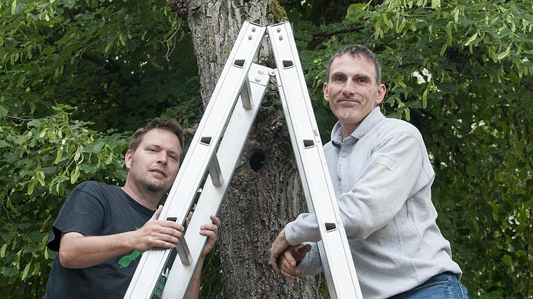 Mit Hilfe von langen Leitern haben Stadtgärtner André Ditterich (links) und Wolfgang Schwarz in den Allee-Bäumen nach Bienen gesucht. Schwarz praktiziert Naturimkerei und setzt sich für die Varroa-Resistenzhaltung von Bienen ein und unterstützt die Erforschung von Wildbienen-Völkern. Mit Hilfe von langen Leitern haben Stadtgärtner André Ditterich (links) und Wolfgang Schwarz in den Allee-Bäumen nach Bienen gesucht. Schwarz praktiziert Naturimkerei und setzt sich für die Varroa-Resistenzhaltung von Bienen ein und unterstützt die Erforschung von Wildbienen-Völkern.