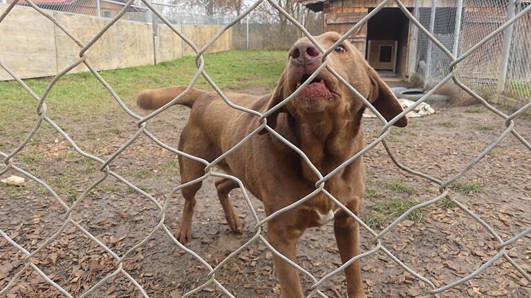 Dauergast Hoomer stammt aus einem 'Animal Hoarding'-Fall, der 2018 als 'Hundehölle von Königsmoos' durch die Medien gegangen ist: Der Labrador-Mischling war mit weit über 100 verwahrlosten Hunden zusammengesperrt.