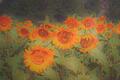 Sonnenblumen waren der Farbe wegen ein bevorzugtes Motiv für die Maler des Impressionismus. Norbert Knobel gab ihnen die fotografische Weichzeichnung.       -  Sonnenblumen waren der Farbe wegen ein bevorzugtes Motiv für die Maler des Impressionismus. Norbert Knobel gab ihnen die fotografische Weichzeichnung.