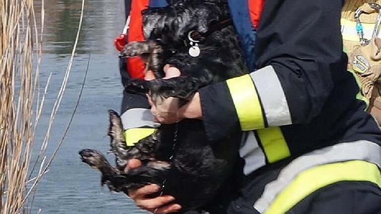 Ein Feuerwehrmann brachte den durchnässten Hund wieder ins Trockene.