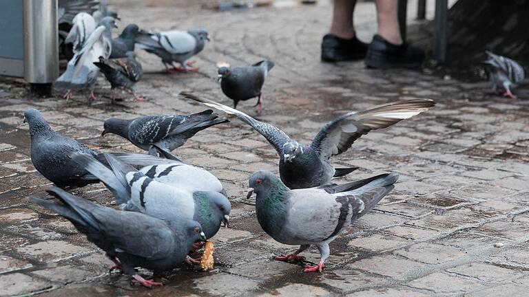 Tauben picken am Oberen Markt Brotreste&nbsp; auf.&nbsp;