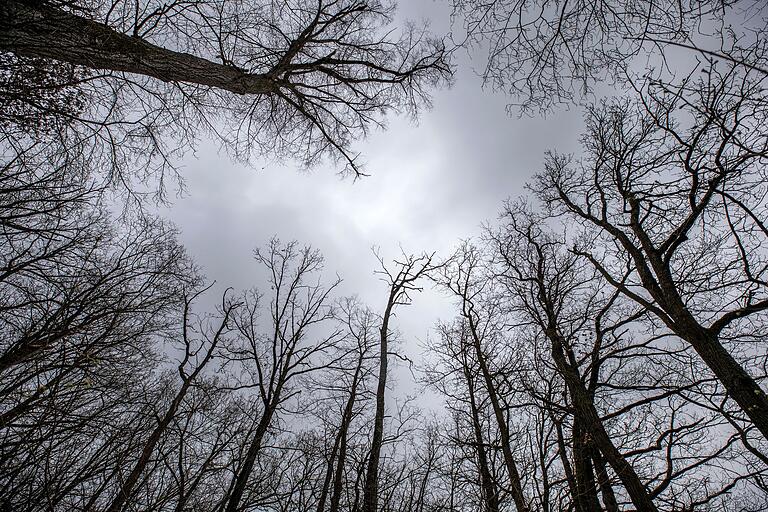 Durch die lichten Kronen geschädigter Bäume gelangt mehr Licht und Wärme in den Wald. Dies begünstigt die Ausbreitung von Prachtkäfern und weiteren Baumschädlingen. Durch die lichten Kronen geschädigter Bäume gelangt mehr Licht und Wärme in den Wald. Dies begünstigt die Ausbreitung von Prachtkäfern und weiteren Baumschädlingen.