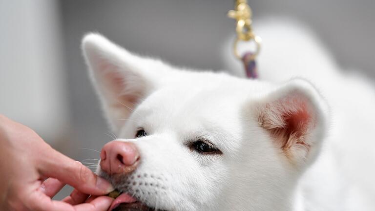 Hund bekommt ein Leckerli       -  Stiftung Warentest hat 17 Hundesnacks getestet. Alle erhielten die Note &bdquo;magelhaft&rdquo;.