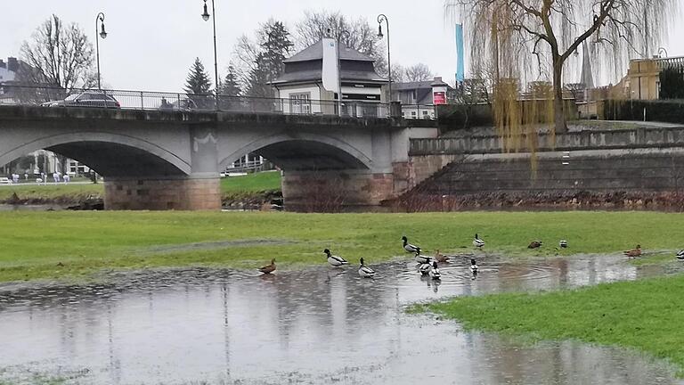 Nicht nur die Enten holen sich im Luitpoldpark schon nasse Füße.       -  Nicht nur die Enten holen sich im Luitpoldpark schon nasse Füße.