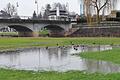 Nicht nur die Enten holen sich im Luitpoldpark schon nasse Füße.       -  Nicht nur die Enten holen sich im Luitpoldpark schon nasse Füße.