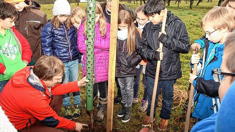 Ein Platz für Obstbäume: Das milde Wetter haben Schüler der Grund- und Mittelschule Margetshöchheim vor kurzem für eine Pflanzaktion in der Sandflur genutzt. Krischan Cords erklärte ihnen, welche Bäume gepflanzt werden.