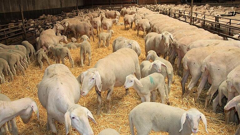 370 Mutterschafe und 60 Jungtiere stehen derzeit bei Schäfer Heinz Schmidt im Stall in Brünnau. In wenigen Wochen gehen sie wieder auf Wanderschaft &ndash; und darauf freut sich der letzte Vollzeit-Wanderschäfer im Landkreis Kitzingen genauso wie seine Tiere.