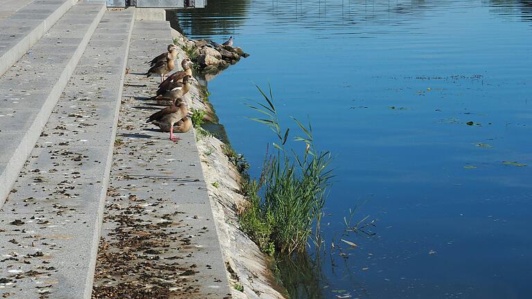 Nilgänse nutzen den Mainkai und das Freibad in Kitzingen gerne als öffentliche Toilette.&nbsp;