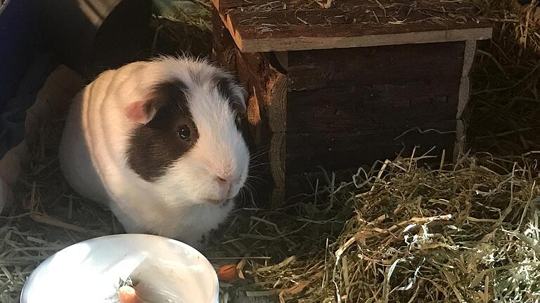 Wer Tiere wie Meerschweinchen im Käfig hält, sollte darauf achten, dass die Tiere Schatten bekommen und nicht der prallen Sonne ausgesetzt sind.