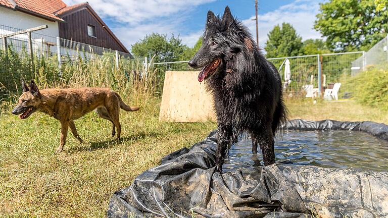 Hitzetage: Hund Ylur und die braune Schäferhündin Auca vergnügen sich in einem der Ausläufe der Tierpension von Ursula Buchen in Höchheim (Lkr. Rhön-Grabfeld). Hitzetage: Hund Ylur und die braune Schäferhündin Auca vergnügen sich in einem der Ausläufe der Tierpension von Ursula Buchen in Höchheim (Lkr. Rhön-Grabfeld). 
