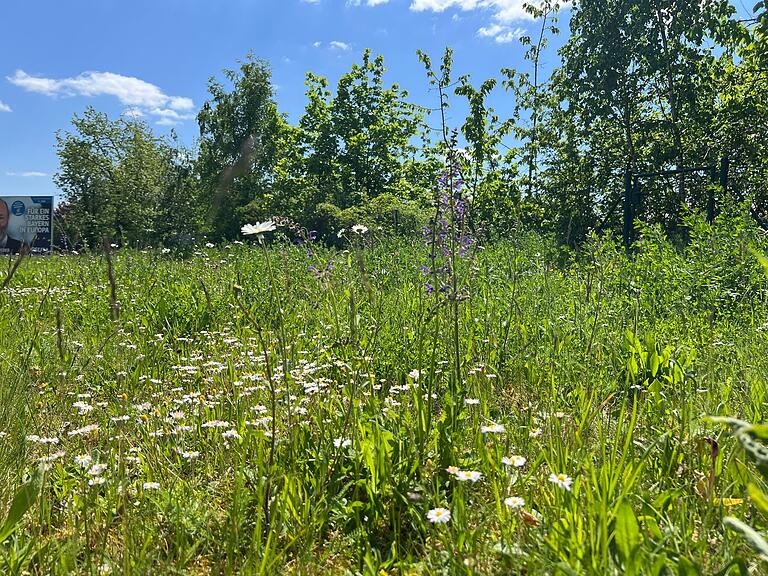 Üppiges Wachstum an der Zeiler Straße: Die Stadt Haßfurt mäht hier erst Mitte Juni. An den Blumen zeigt sich auch eine große Vielfalt an Farben. Üppiges Wachstum an der Zeiler Straße: Die Stadt Haßfurt mäht hier erst Mitte Juni. An den Blumen zeigt sich auch eine große Vielfalt an Farben.