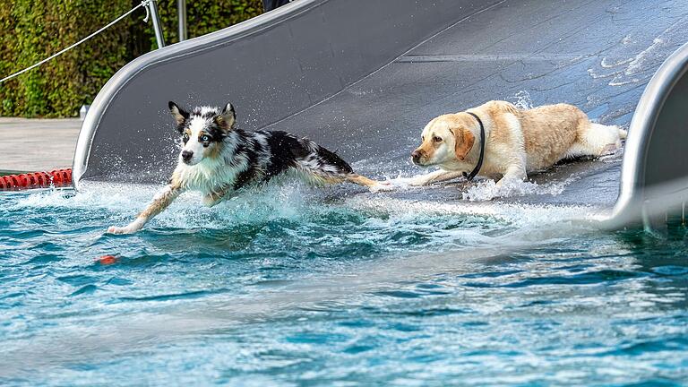 Nur wenige der Hunde trauten sich beim DogDay im Silvana auf die Wasserrutsche des Freibads.