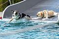 Nur wenige der Hunde trauten sich beim DogDay im Silvana auf die Wasserrutsche des Freibads.