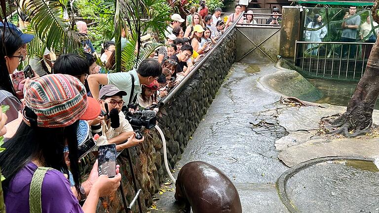 Zwergflusspferd Moo Deng in Thailand - Das Hippo-Mädchen lockt jeden Tag Tausende Besucher. Zwergflusspferd Moo Deng in Thailand - Das Hippo-Mädchen lockt jeden Tag Tausende Besucher.