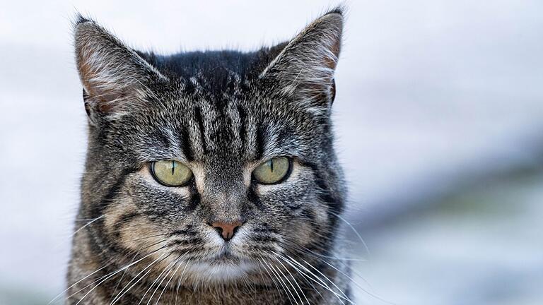 Katze       -  Die Ausbreitung von heimatlosen Katzen soll mit Kastrationen eingeschränkt werden. (Archivfoto)