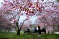 Kirschblüte in München       -  Im Sonnenschein lassen sich die Blüten in den Parkanlagen Bayerns besonders gut fotografieren. (Archivbild)