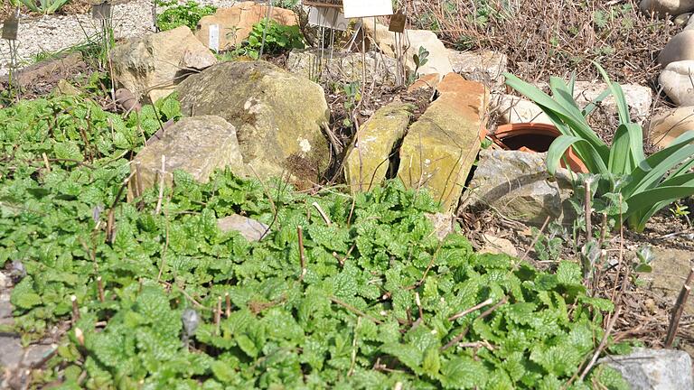 Große Steine geben, wie hier im Kräutergarten, der Gartenanlage eine markante Struktur. Große Steine geben, wie hier im Kräutergarten, der Gartenanlage eine markante Struktur.