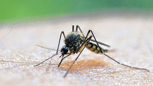 Mücken sind lästig und können jedes Sommerfest verderben: Im Freien hält man sich die stechenden Insekten am besten mit speziellen Mückenmitteln vom Leib. Aber nicht alle wirken gleich gut, wie die Stiftung Warentest herausgefunden hat.