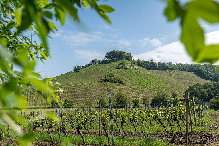 Der Schlossberg, höchster Punkt des Dorfes, trägt seinen Namen von der ursprünglichen Burganlage der Grafen Castell aus dem 12. Jahrhundert. Seit 1266 ist der Schlossberg als Weinberg urkundlich erwähnt.&nbsp;