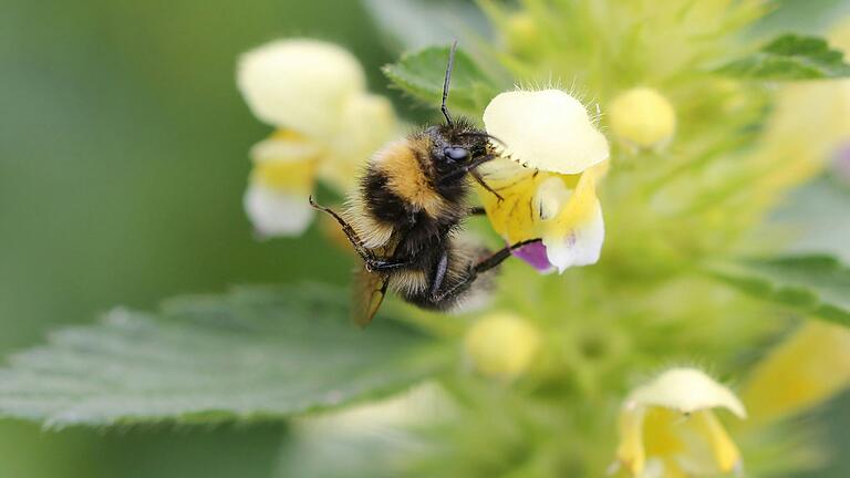 247 Wildbienen- und andere Insektenarten hat ein Forschungsteam der Uni Würzburg in Dörfern in Mainfranken und der Rhön gezählt. Die Garten-Hummel, Bombus hortorum, ist eine von ihnen.