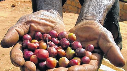 Faire Treter aus Indien und Pakistan       -  Fair gehandelte Kaffeebohnen