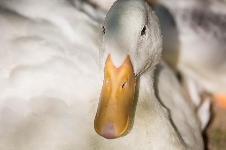 Auch Enten leben im Wildpark Sommerhausen. Foto: Patty Varasano