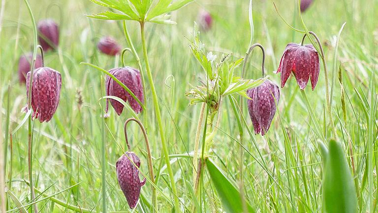 Die Schachblume ist in Deutschland stark gefährdet.