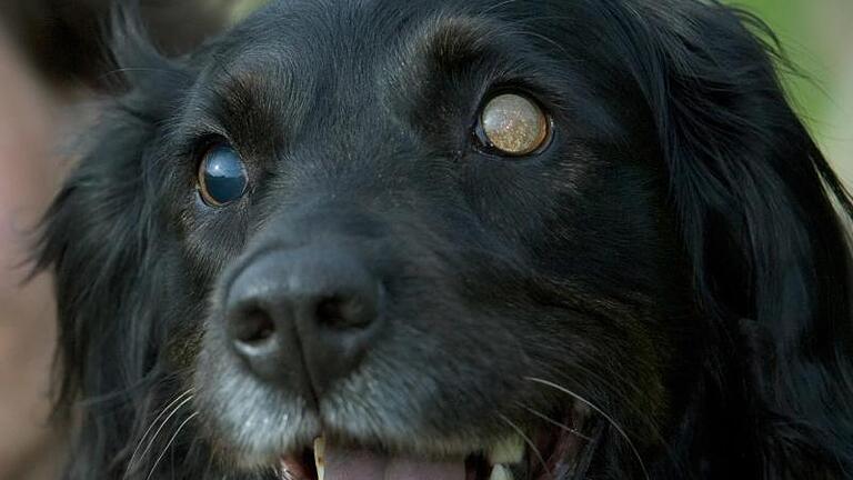 Blinde Hunde brauchen besondere Fürsorge, damit sie sich trotz ihrer Behinderung orientieren können. Foto: Friso Gentsch       -  Blinde Hunde finden sich in ihrer gewohnten Umgebung meist ohne Probleme zurecht.