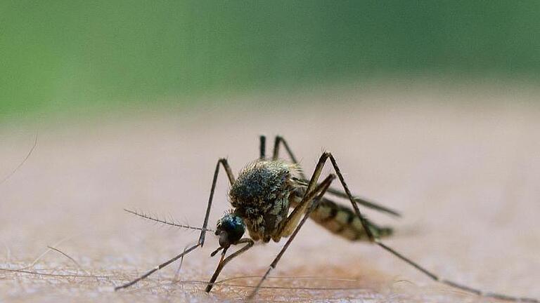 Von Stechmücken kann das West-Nil-Virus auf andere Wirte wie Pferde und den Menschen übertragen werden. Foto: Patrick Pleul       -  Von Stechmücken kann das West-Nil-Virus auf andere Wirte wie den Menschen übertragen werden.