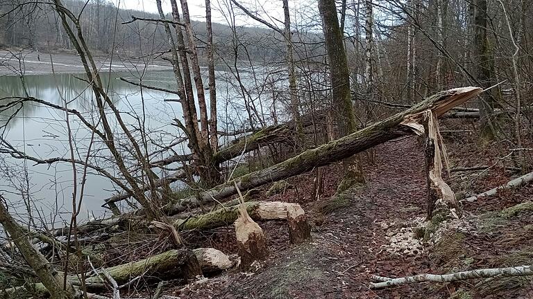 Eifrig war der Biber auch am Ellertshäuser See. Eifrig war der Biber auch am Ellertshäuser See. 