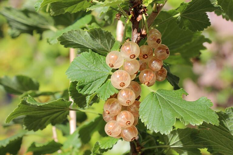 Weiße Johannisbeeren bringen eine besondere Noten in den Garten. Weiße Johannisbeeren bringen eine besondere Noten in den Garten.