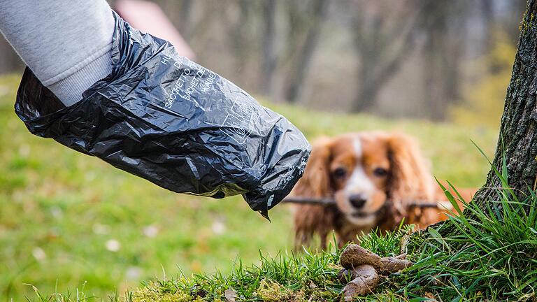 Symbolfoto Hundekot