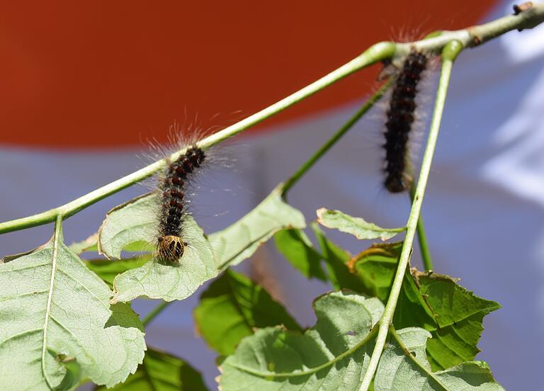 Äußerst gefräßig sind die Schwammspinner-Raupen, die nicht nur Eichen und Buchen, sondern auch Obstbäume oder Gras wegfressen.&nbsp;