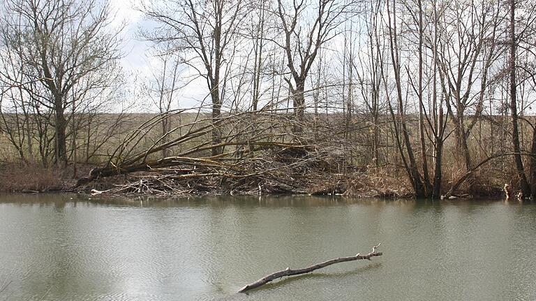 Trotz ihrer Dimensionen ist die Biber-Burg (Bildmitte) am Seeufer nicht allzu leicht zu entdecken. Der Eingang zur Wohnung der Biber liegt unter Wasser.