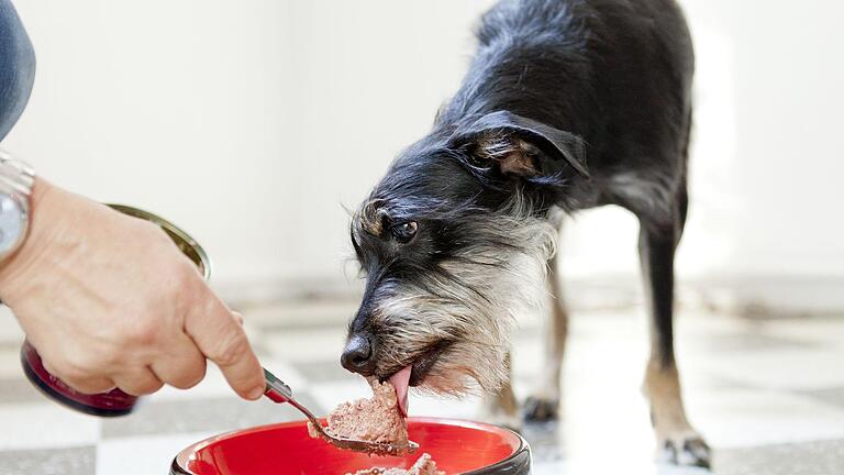 Ein Hund frisst aus einem Napf.       -  Hundefutter muss in der Regel vom Besitzer oder der Besitzerin gezahlt werden und ist auch nicht steuerlich absetzbar.